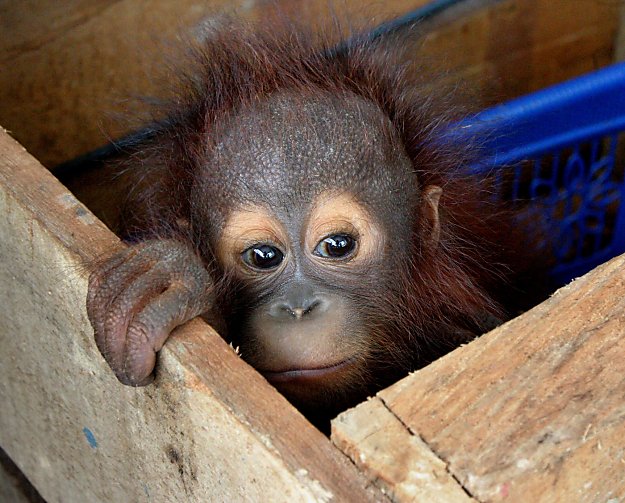 baby-orangutan-in-crate.jpg