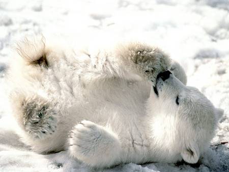 baby-polar-bear-1.jpg