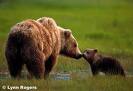 bear-a.jpg