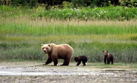 bear-and-twin-cubs.jpg