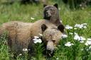 bear-b.jpg