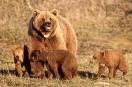 bear-c.jpg