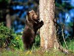bear-h.jpg