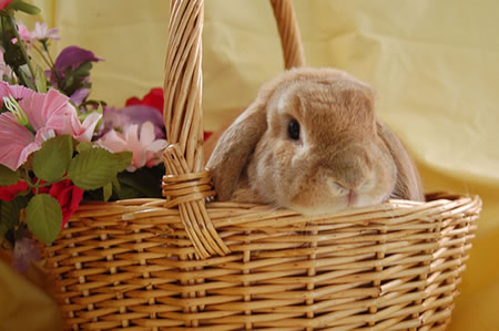 bunny-basket-source_3c2.jpg