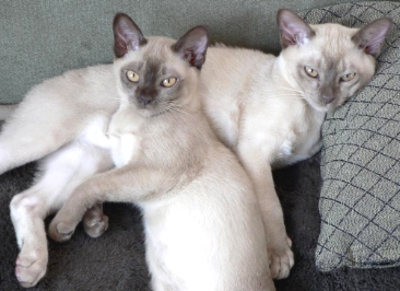 burmese-kittens.jpg