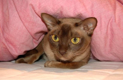 burmese_cat_Corrine.jpg