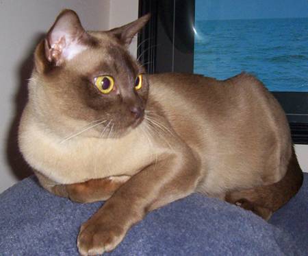 burmese_mum.jpg