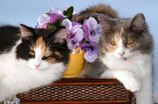 calico-cats.jpg