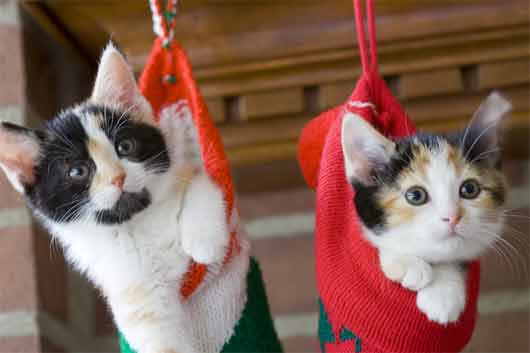 calico-kittens-1.jpg