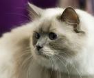 cat-a.jpg
