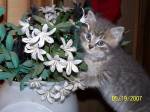 cat-and-flowers.jpg