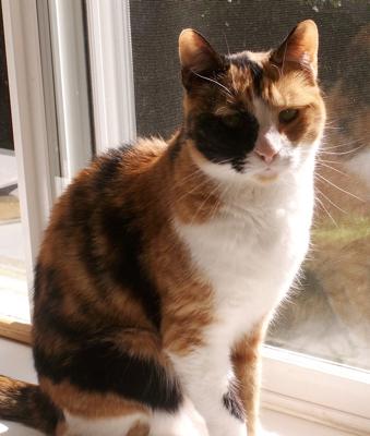 cat-breeds-calico.jpg