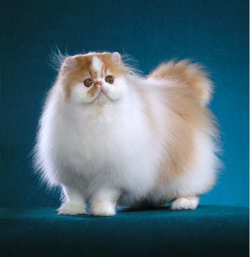 cat-breeds-persian.jpg