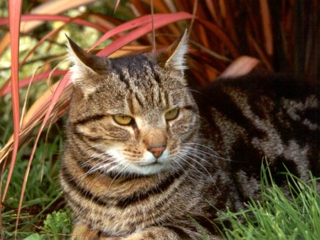 cat-breeds-tabby.jpg