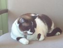 cat-curled-up.jpg