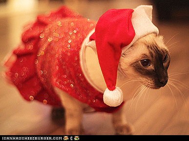 cat-in-red-dress-and-santa-hat.jpg