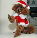 christmas-dogs-3.jpg