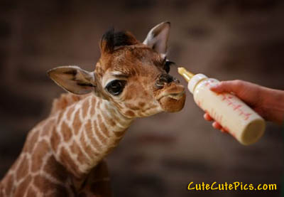 cute-baby-giraffe.jpg