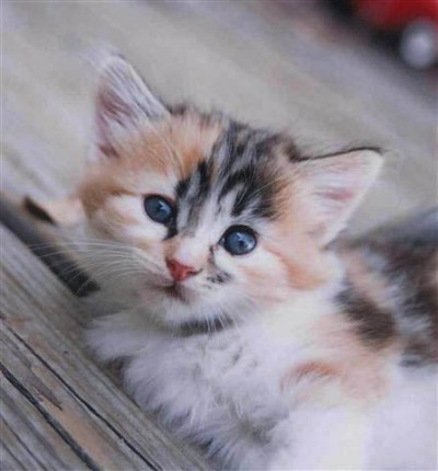 cute-calico-kitten3-400x430.jpg