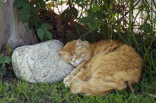 cute-cat-4.jpg