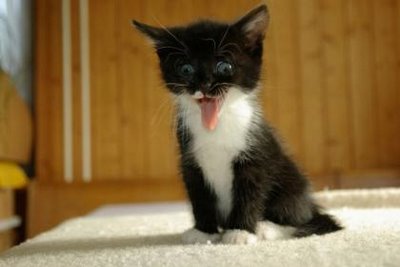 cute-cats-18.jpg