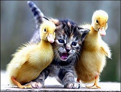 cute-cats-19.jpg