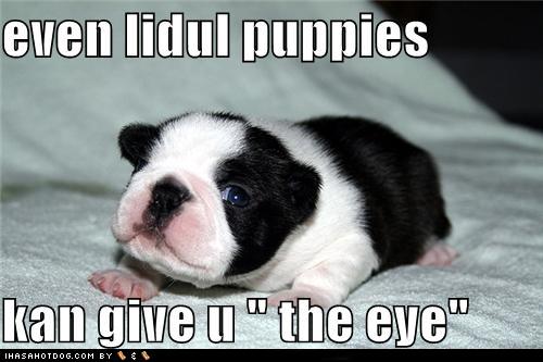 cute-puppy-pictures-even-lidul-puppies-kan-give-u-the-eye.jpg