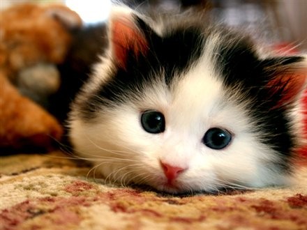 cute_cat_on_rug.jpg
