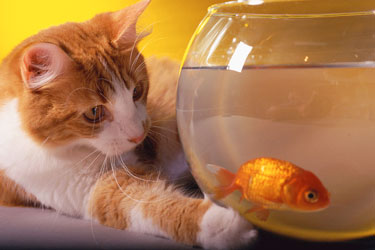 cute_cats_1.jpg