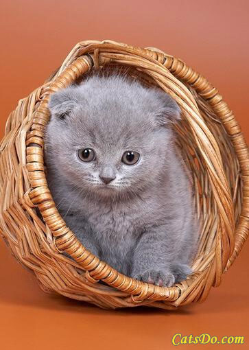cutegreykitteninabasket.jpg