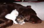 dog-and-cats-together.jpg