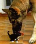 dog-and-puppy.jpg