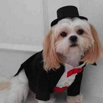 dog-in-tuxedo.jpg