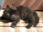 fat-kitten.jpg