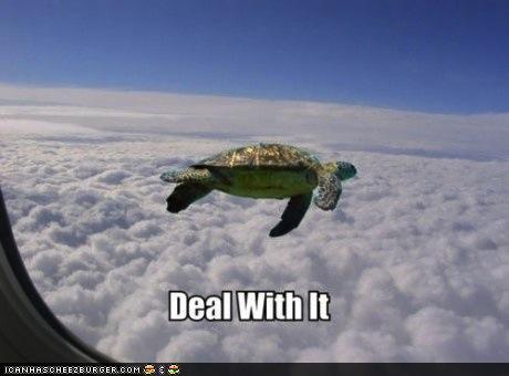 flying-turtle.jpg
