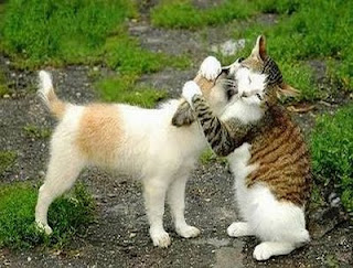 funny-cats-and-dogs-1.jpg
