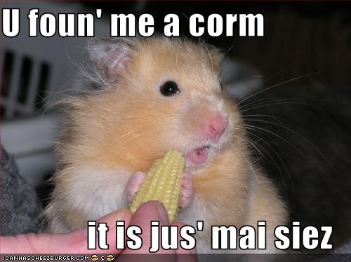 funny-pictures-hamster-has-small-corn.jpg