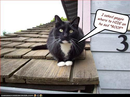funny-pictures-i-asked-goggie-where-to-hide-an-he-sed-roof.jpg