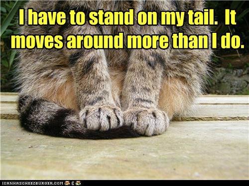funny-pictures-i-have-to-stand-on-my-tail-it-moves-around-more-than-i-do.jpg