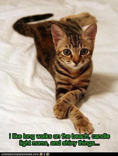 funny-pictures-i-like-long-walks-on-the-beach-candle-light-noms-and-shiny-things.jpg