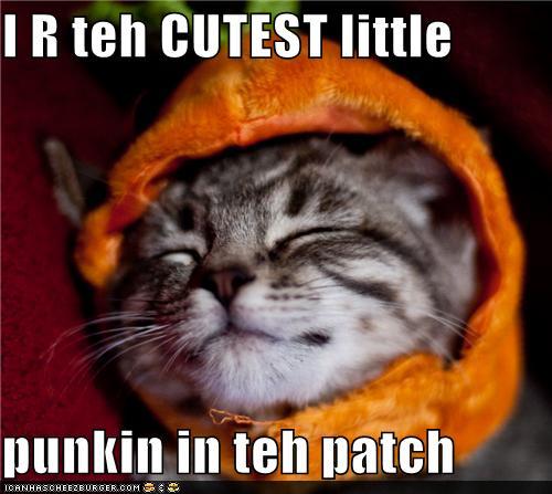funny-pictures-i-r-teh-cutest-little-punkin-in-teh-patch.jpg