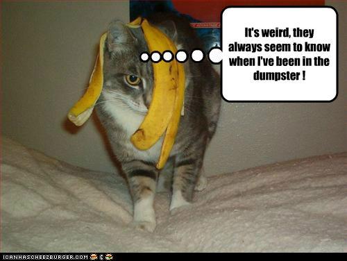funny-pictures-its-weird-they-always-seem-to-know-when-ive-been-in-the-dumpster.jpg