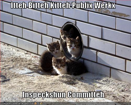 funny-pictures-kittens-are-in-an-inspection-committee.jpg