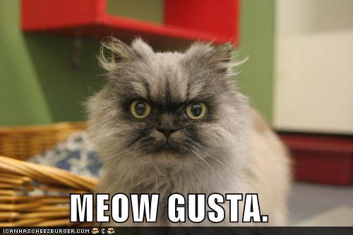 funny-pictures-meow-gusta.jpg