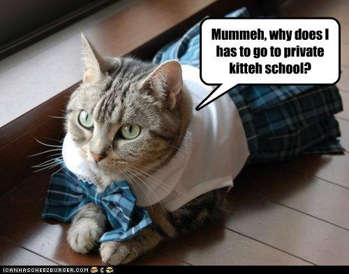 funny-pictures-mummeh-why-does-i-has-to-go-to-private-kitteh-school.jpg