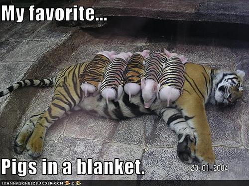 funny-pictures-my-favorite-pigs-in-a-blanket.jpg