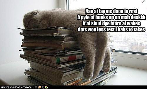 funny-pictures-nao-ai-lay-me-daon-to-resta-pyle-of-buuks-up-on-mah-deskkkif-ai-shud-dye-bfore-ai-wakesdats-won-less-test-i-habs-to-takes.jpg