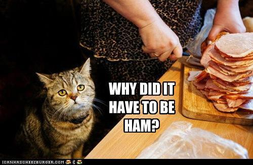 funny-pictures-no-cat-hams-bad-for-you1.jpg