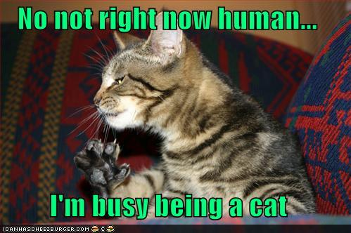 funny-pictures-no-not-right-now-human-im-busy-being-a-cat.jpg
