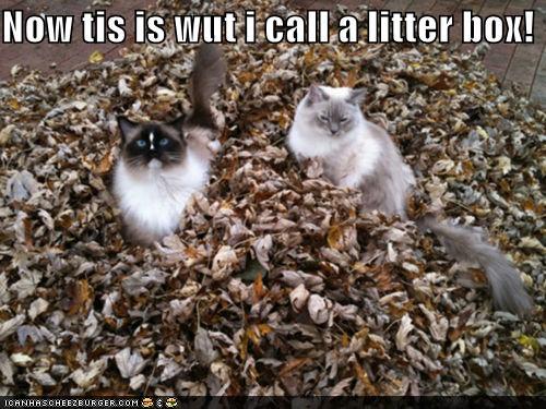 funny-pictures-now-tis-is-wut-i-call-a-litter-box.jpg